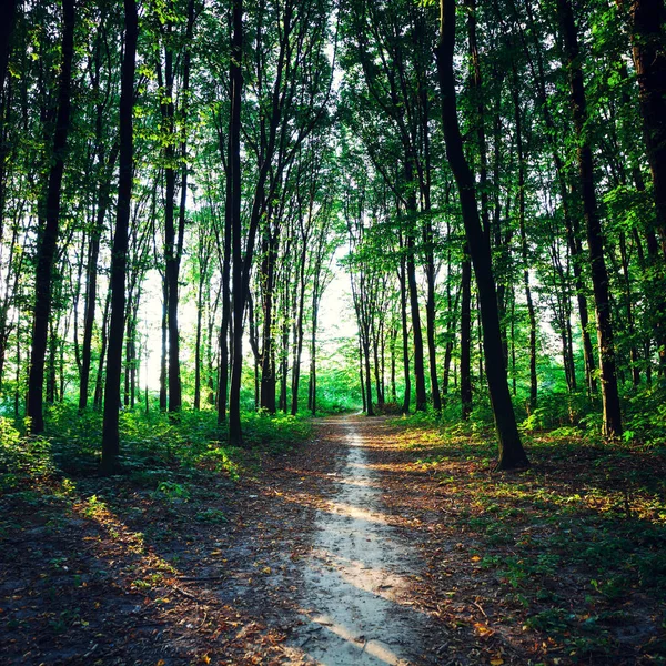 Bela floresta verde — Fotografia de Stock