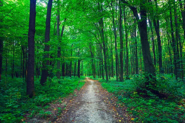 Prachtige groene woud — Stockfoto