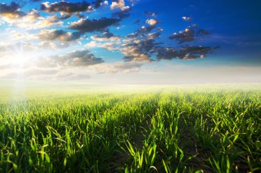 Yaz aylarında güzel yeşil alan.