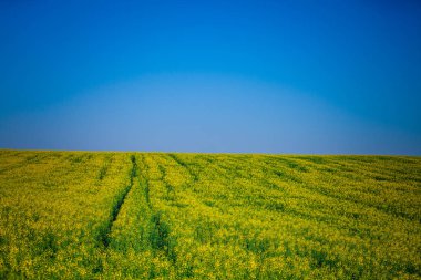 Yaz aylarında güzel yeşil alan.