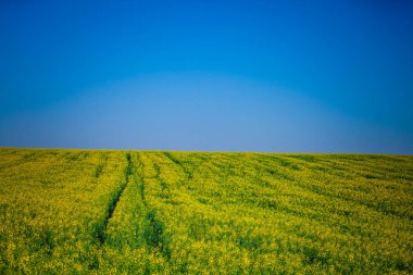 Yaz aylarında güzel yeşil alan.