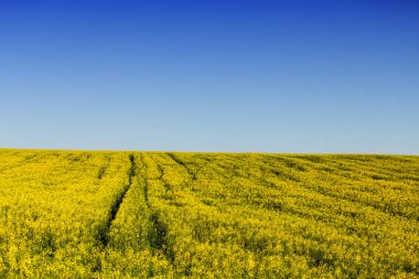 n güzel sarı çiçek