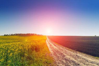 n güzel sarı çiçek