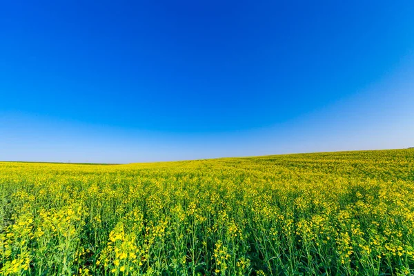 Beautiful green  Field in summer. — Stock Photo, Image