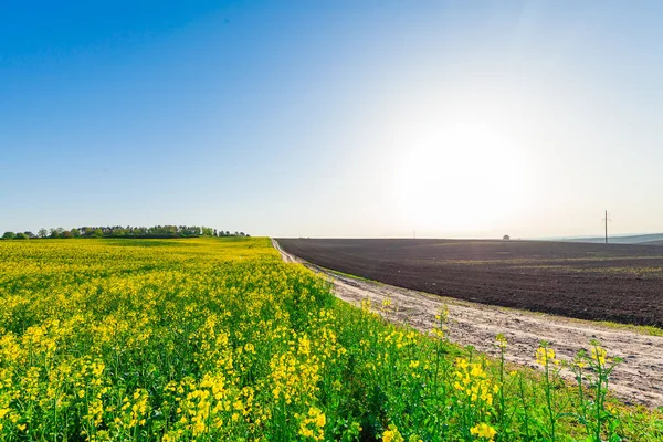 Belo campo verde no verão . — Fotografia de Stock