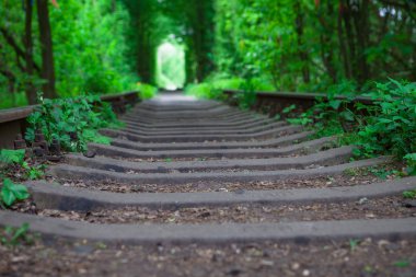 Bahar ormanın içinde bir tren. 