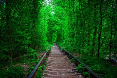 Bahar ormanın içinde bir tren. 