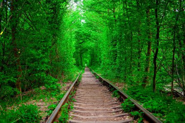 Bahar ormanın içinde bir tren. 