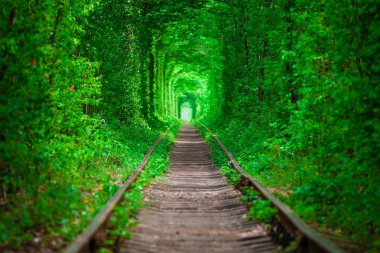 Bahar ormanın içinde bir tren. 