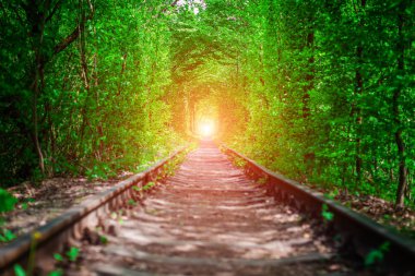 Bahar ormanın içinde bir tren. 