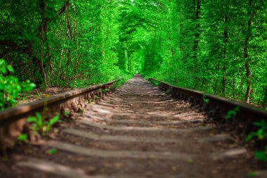 Bahar ormanın içinde bir tren. 