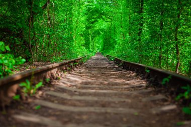Bahar ormanın içinde bir tren. 
