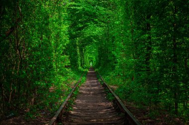 Bahar ormanın içinde bir tren. 