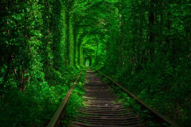 Bahar ormanın içinde bir tren. 