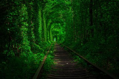 Bahar ormanın içinde bir tren. 