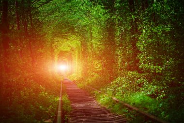 Bahar ormanın içinde bir tren. 