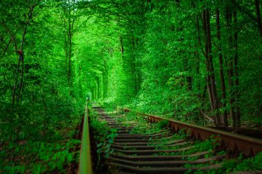 Bahar ormanın içinde bir tren. 