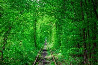 Bahar ormanın içinde bir tren. 