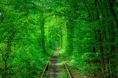 Bahar ormanın içinde bir tren. 