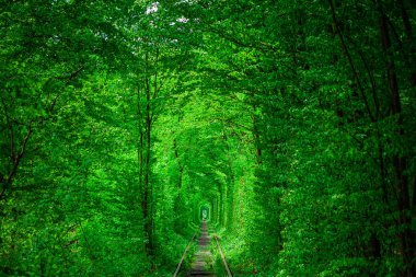 Bahar ormanın içinde bir tren. 