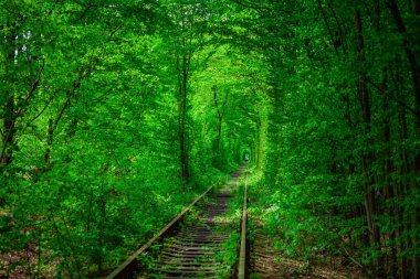 Bahar ormanın içinde bir tren. 