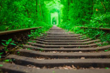 Bahar ormanın içinde bir tren. 