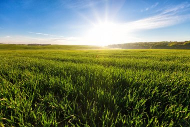 Yaz aylarında güzel yeşil alan.