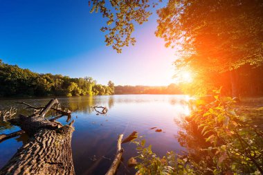 Resimli orman ve nehir.