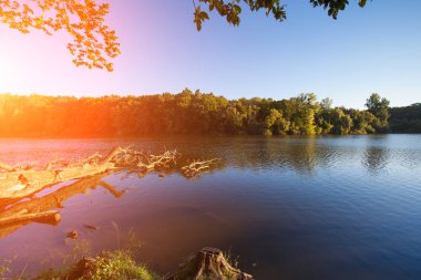 Resimli orman ve nehir.