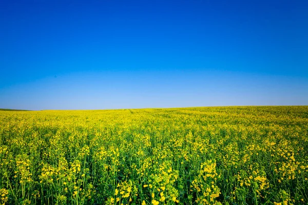 Beautiful green  Field in summer. — Stock Photo, Image