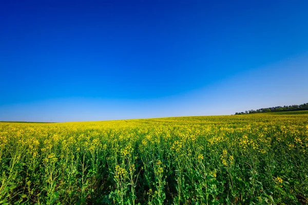 Beautiful green  Field in summer. — Stock Photo, Image