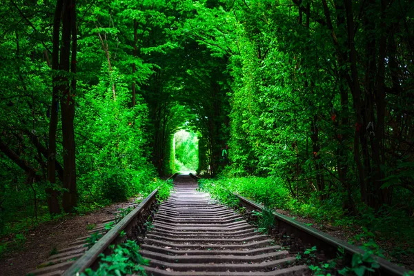 Bahar ormanın içinde bir tren. — Stok fotoğraf