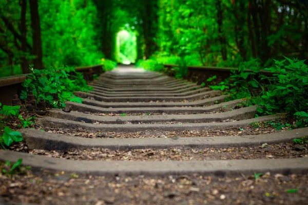 Un chemin de fer dans la forêt de printemps . — Photo