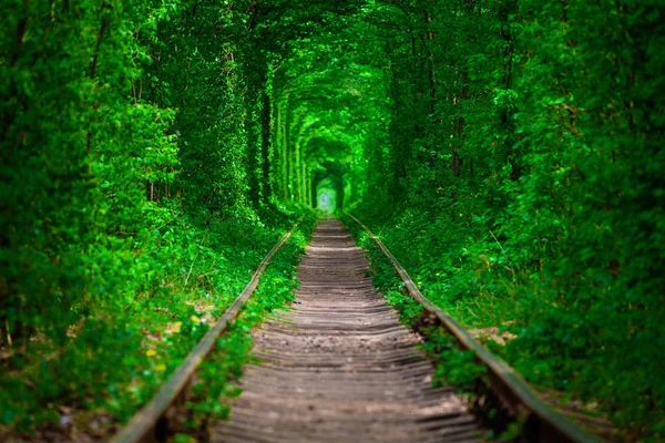 Bahar ormanın içinde bir tren. 