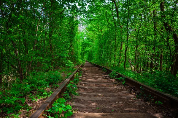 Een spoorlijn in het voorjaar forest. — Stockfoto