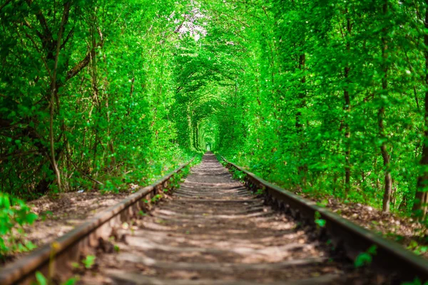 Un ferrocarril en el bosque de primavera . — Foto de Stock