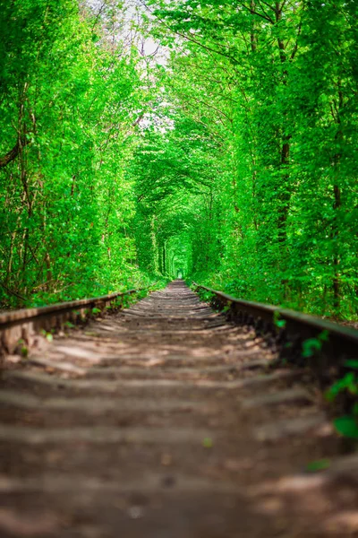 Un ferrocarril en el bosque de primavera . — Foto de Stock