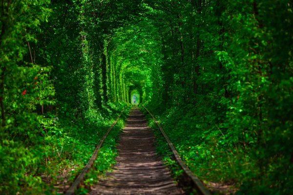 Uma ferrovia na floresta de primavera . — Fotografia de Stock