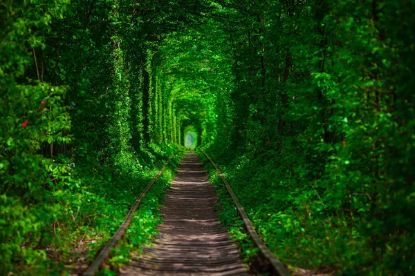 Bahar ormanın içinde bir tren. — Stok fotoğraf