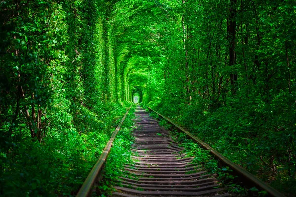 Uma ferrovia na floresta de primavera . — Fotografia de Stock