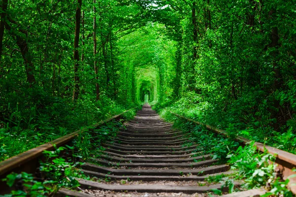 Uma ferrovia na floresta de primavera . — Fotografia de Stock