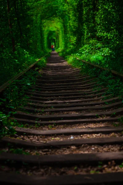春の森の鉄道. — ストック写真