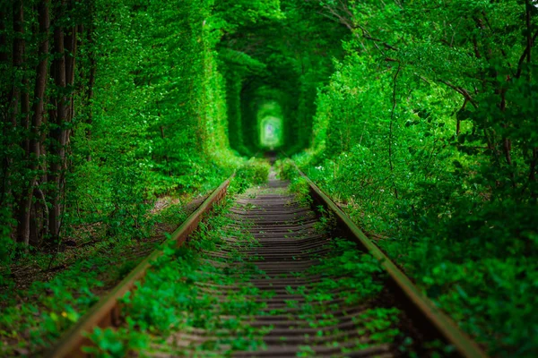 Uma ferrovia na floresta de primavera . — Fotografia de Stock