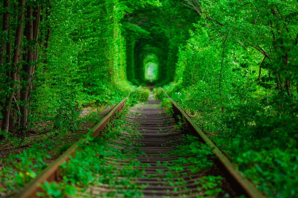 a railway in the spring forest.