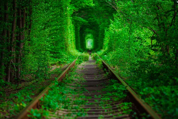 Bahar ormanın içinde bir tren. 