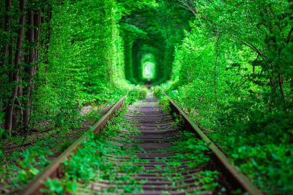 a railway in the spring forest. 