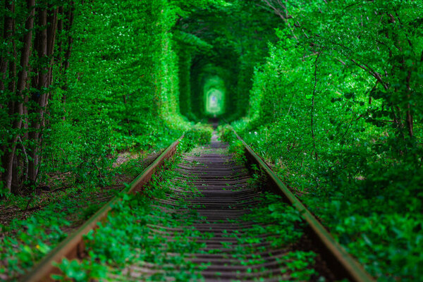 a railway in the spring forest. 