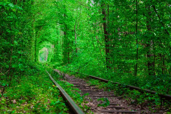 Een spoorlijn in het voorjaar forest. — Stockfoto