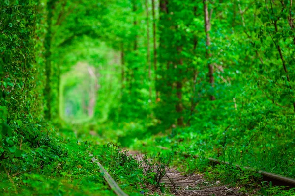 Железная дорога в весеннем лесу . — стоковое фото
