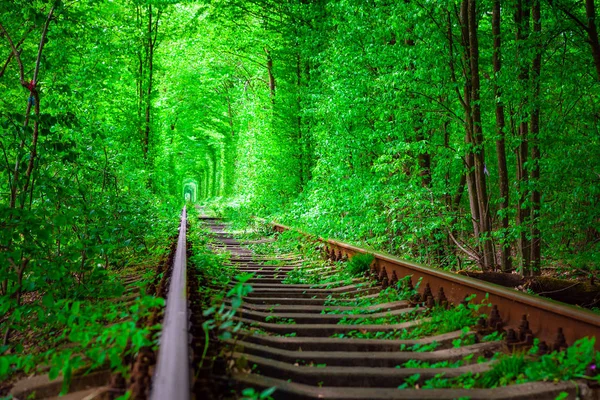 Bahar ormanın içinde bir tren. — Stok fotoğraf